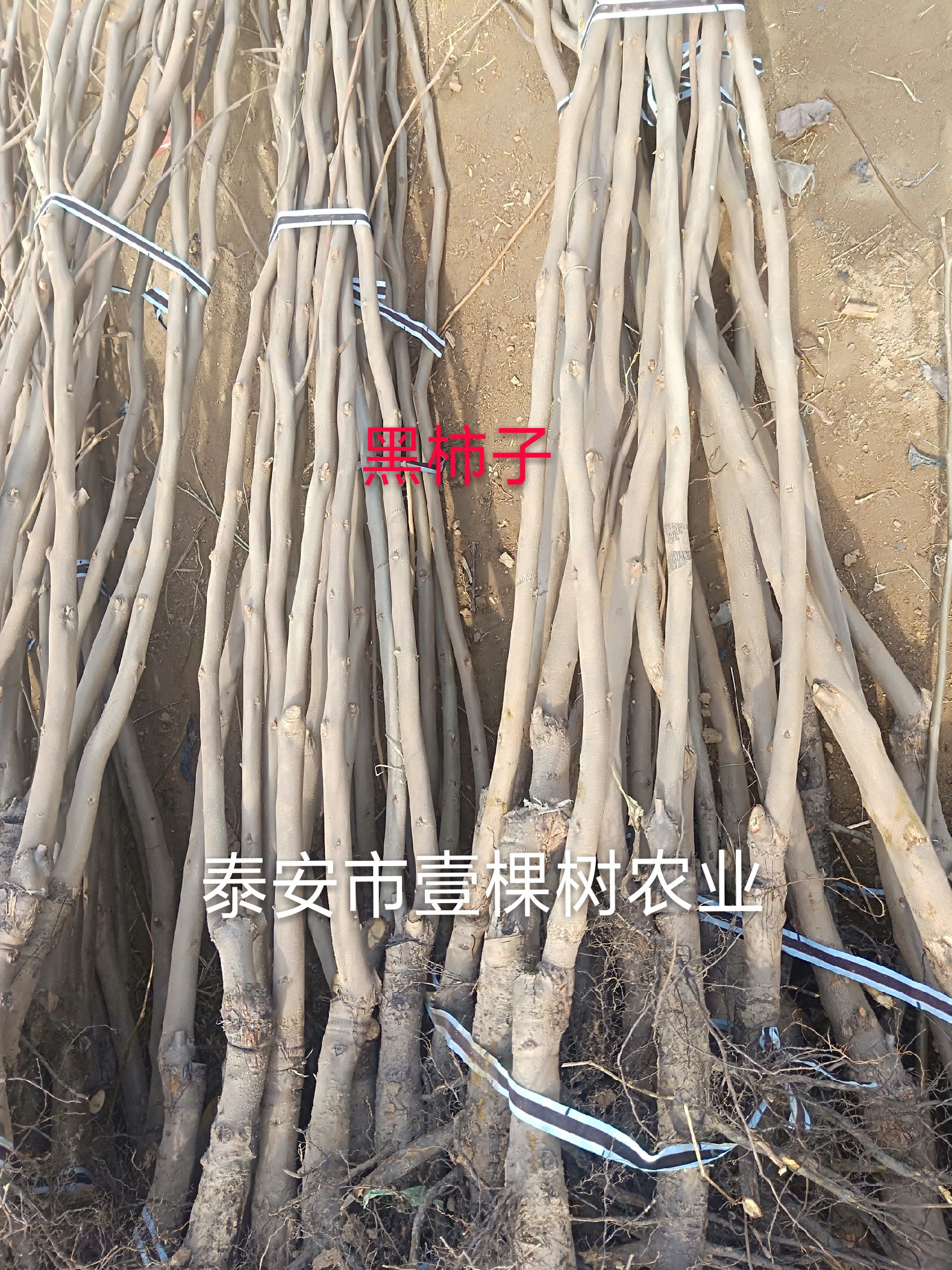 黑柿苗 