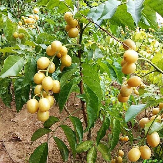 灵山县鸡心黄皮苗