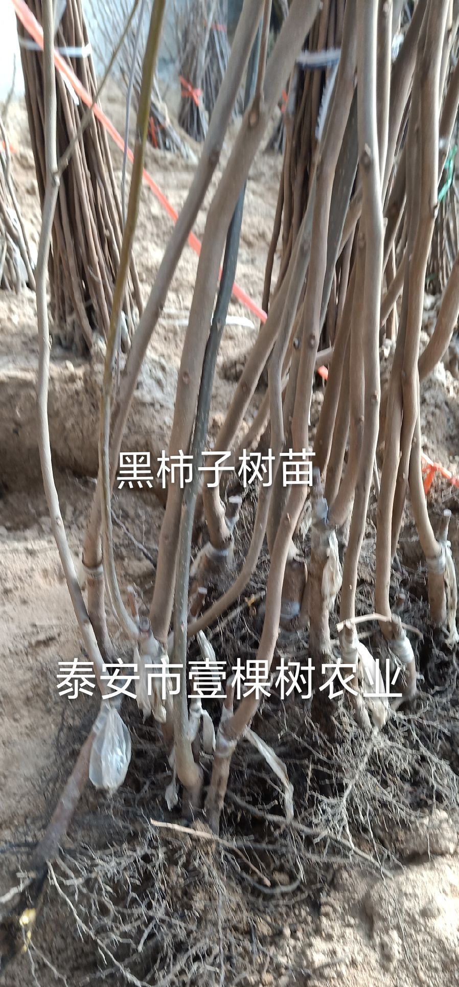 黑柿苗 