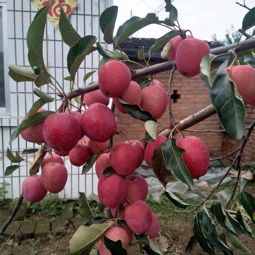 临沂海棠  苗圃直销