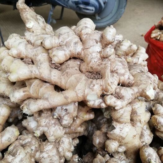 南宁老姜 4~6两 带土