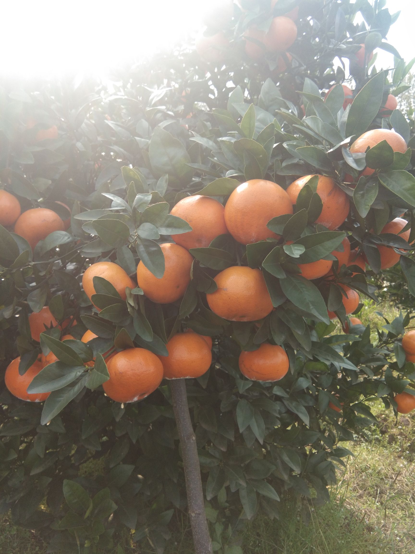 沃柑 6.5 - 7cm 2 - 3两 