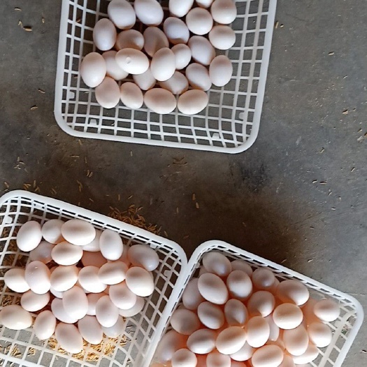 随县鸽子蛋  白鸽蛋 鸽子种蛋，食用蛋批发
