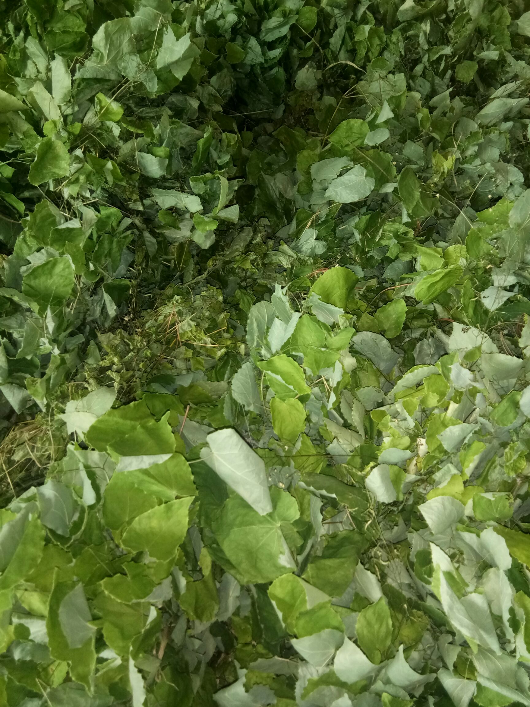 甘肃高含量淫羊藿