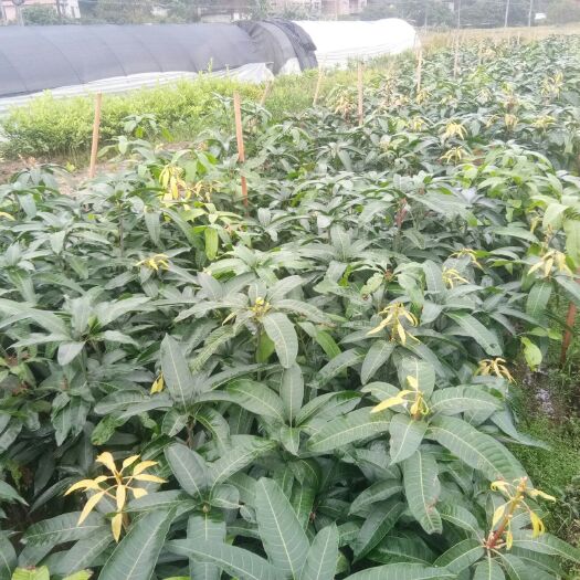 容县金煌芒果苗 