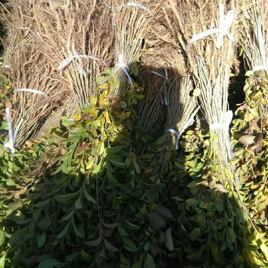 绛县钙果苗 0.5米以下 