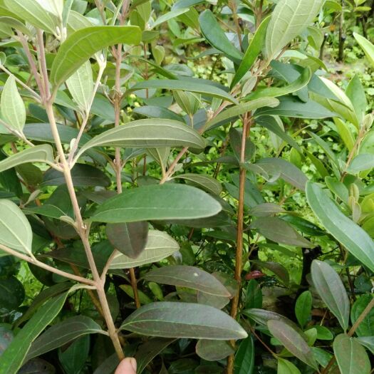 灵山县桃金娘苗 0.5米以下 