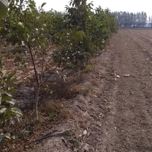 菏泽薄皮核桃苗 