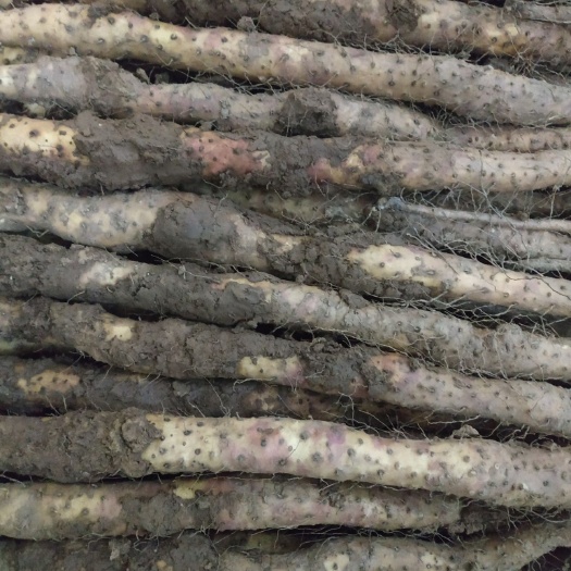 温县铁棍山药  河南焦作温县，自家种植，保证正宗