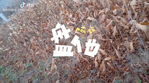 昭通毛板红板栗苗 实生苗 0.5~1米 