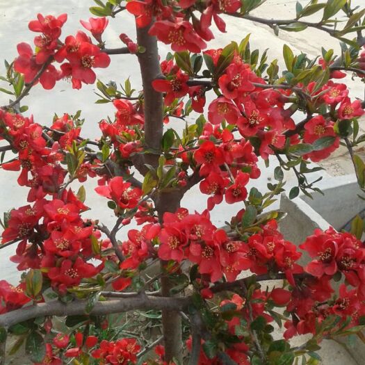 临沂贴梗海棠苗圃直销