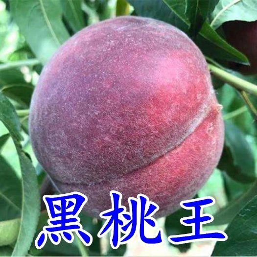 平邑县黑桃苗 黑桃王
