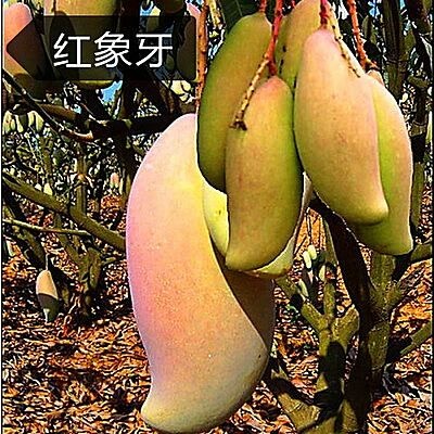 灵山县象牙芒果苗