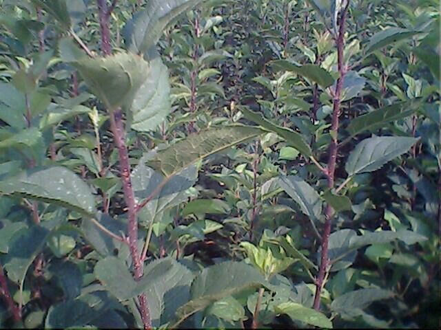 绛县红富士苹果苗 0.5~1米 
