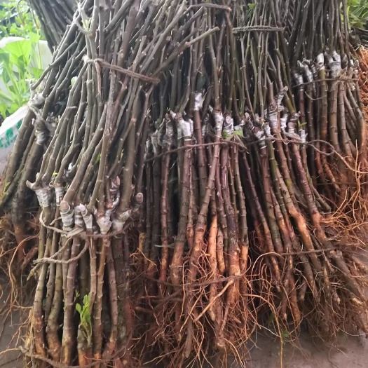 灵山县青枣苗  嫁接苗 早开花早结果