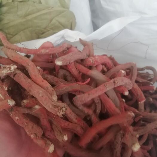  山东丹参