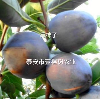 黑柿苗 