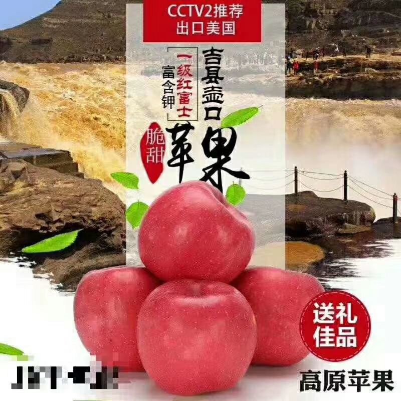 红富士苹果 75mm以下 全红 纸+膜袋 