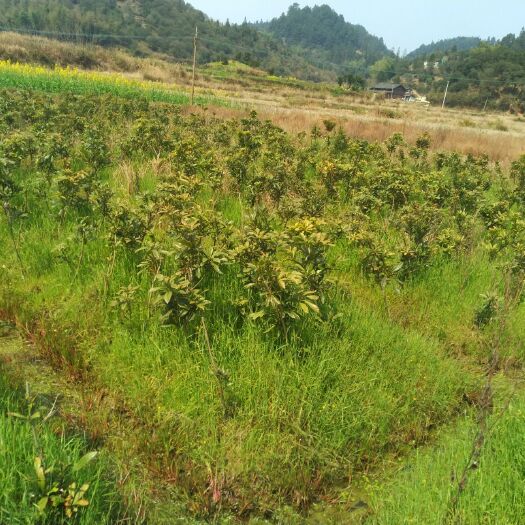 靖州县杨梅实生苗 
