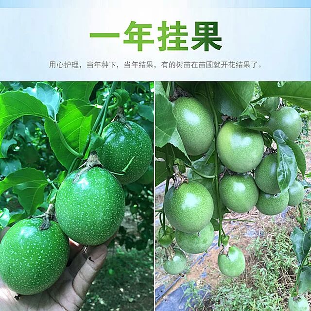紫香百香果苗