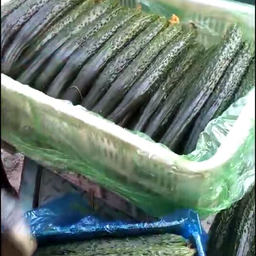 莘县密刺黄瓜 15~25cm