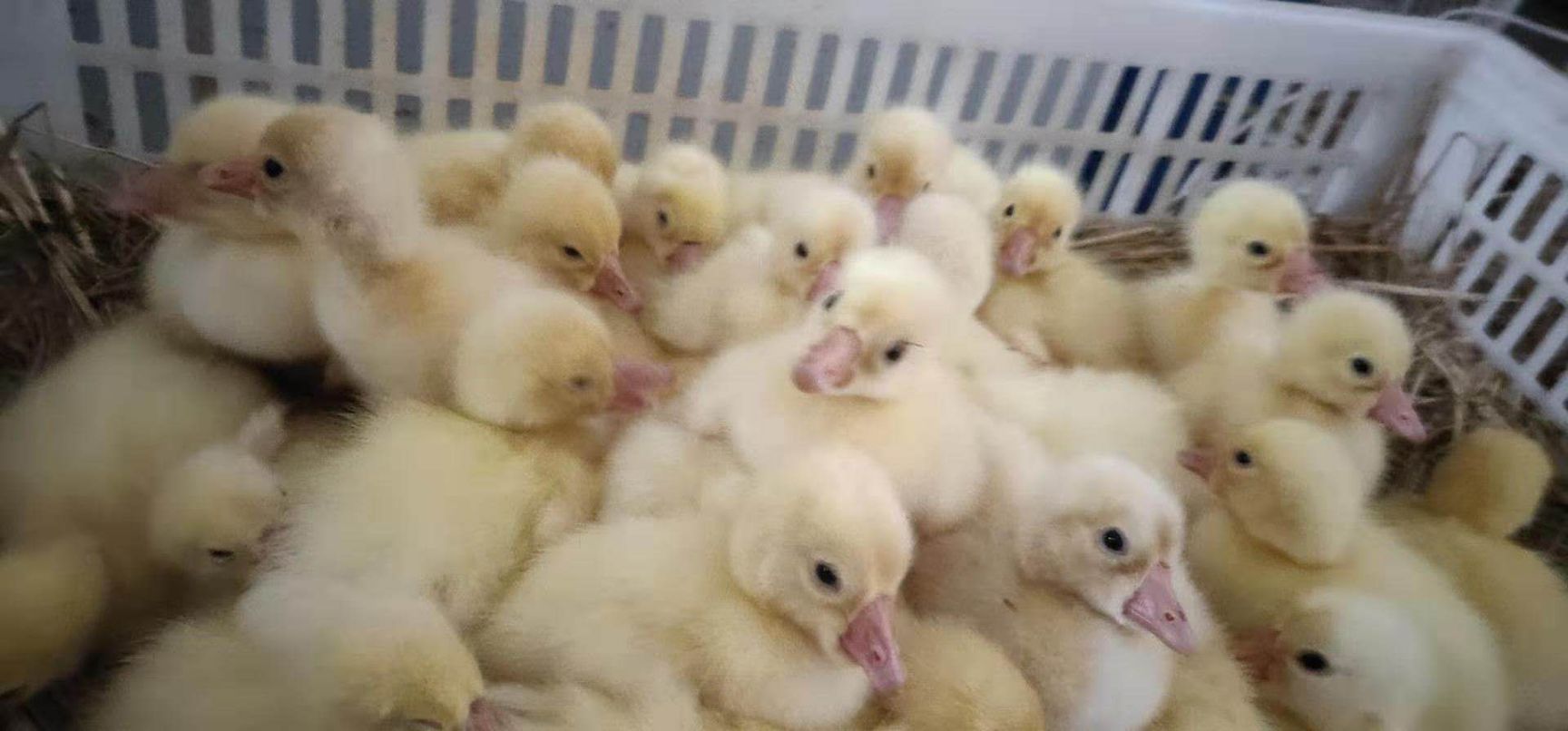 皖西白鹅苗  你养殖，我回收