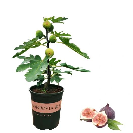 平邑县青皮无花果树苗 