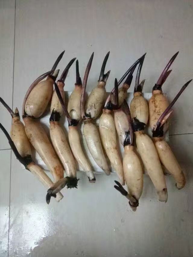 白莲藕苗 水洗藕 