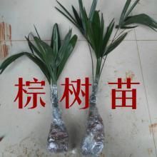 镇巴县 棕树苗盆景专用苗