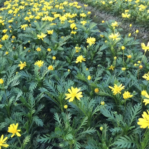 黄金菊  多年生草花