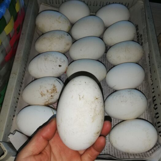 庄河市土鹅蛋 箱装 食用