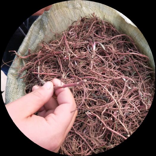 新野县紫菀 能提供400亩苗