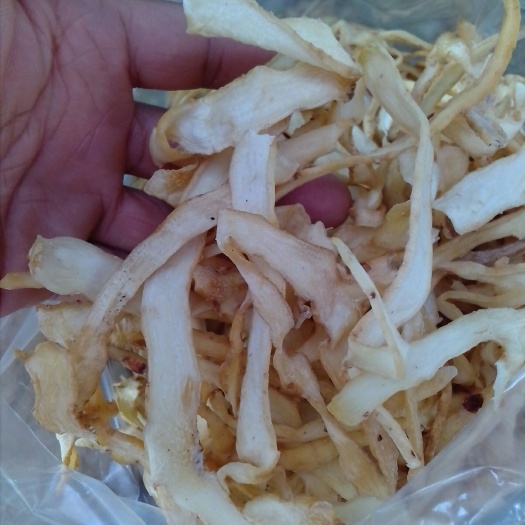 广州湘玉竹 