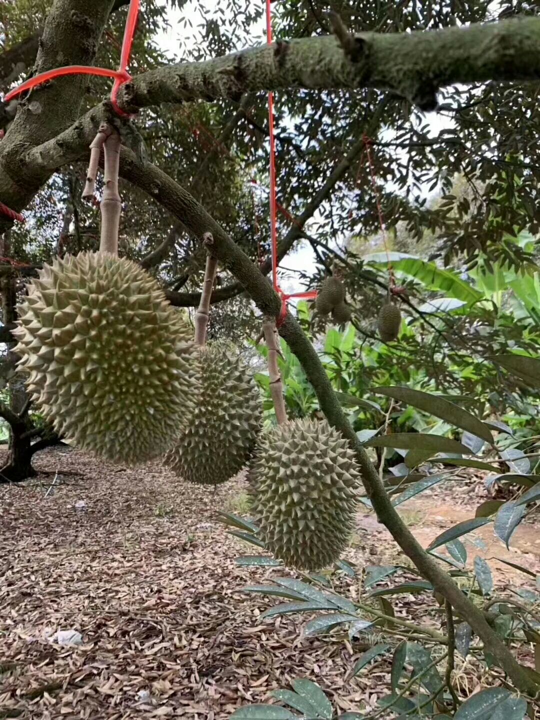泰国猫山托曼尼榴莲 肉黄软糯香甜 1.5-6斤 单果包3房