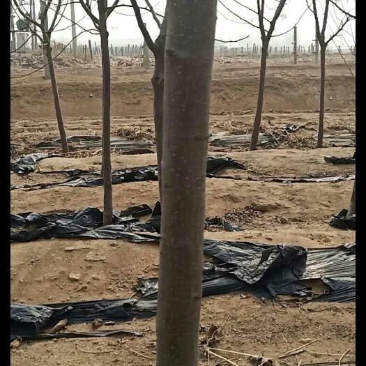 秦皇岛大红袍李子苗 