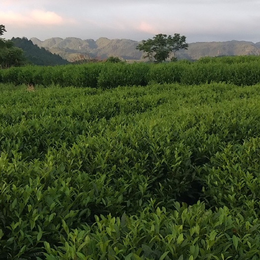 吉首市黄金茶 特级 袋装  保靖黄金茶