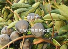 黑柿苗 