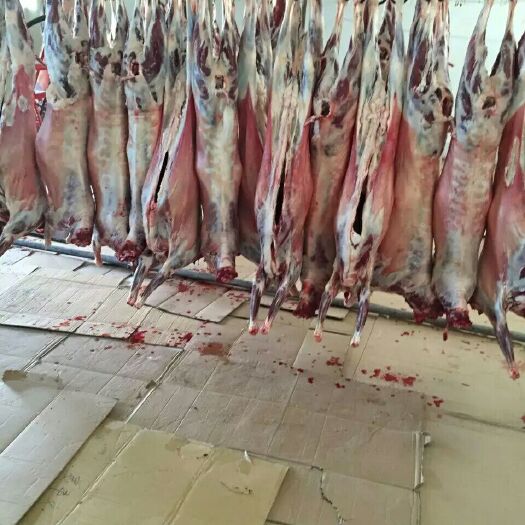 阿拉善左旗羊肉类 生肉 
