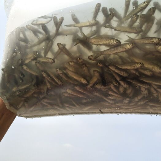 广州草鱼苗 