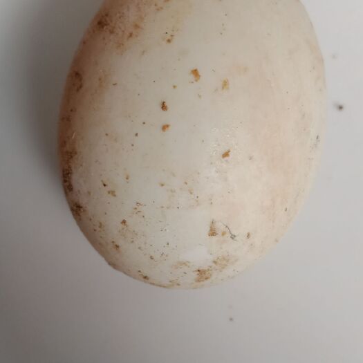 兴化市毛鸭蛋 食用 箱装 