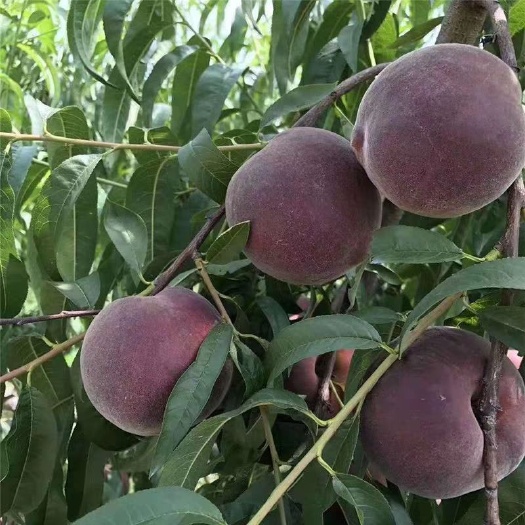 平邑县黑桃苗 1~1.5米