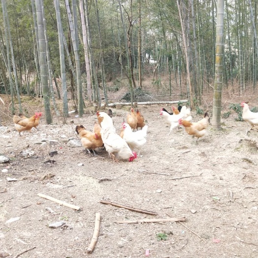 芜湖土鸡 3-4斤 母 