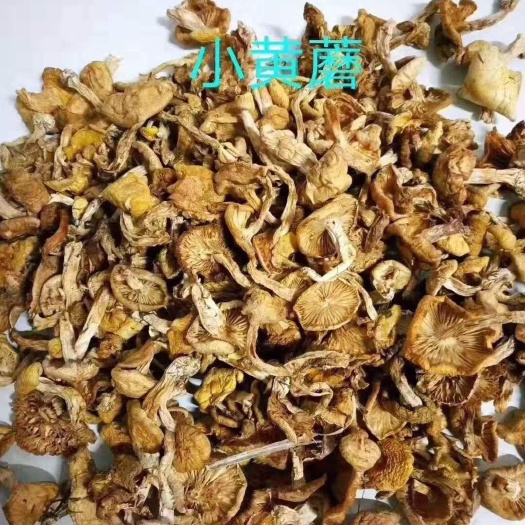 五常市野生小黄蘑  野生小黄蘑