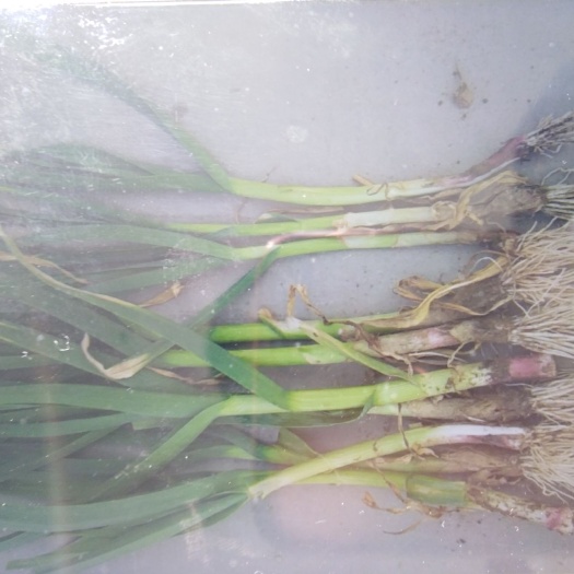 兰考县红根蒜苗 45 - 50cm 