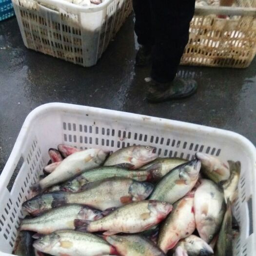佛山淡水鲈鱼 现货，供货充足。