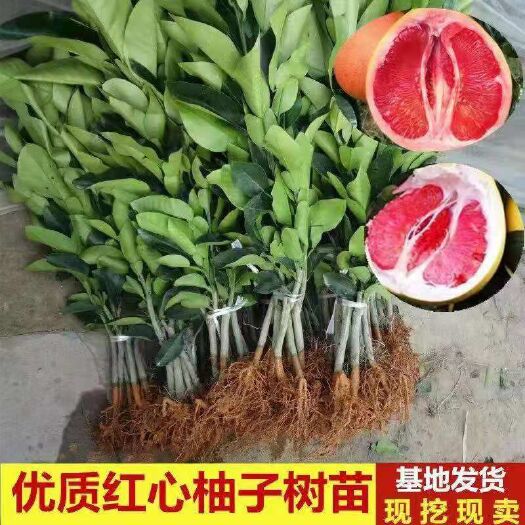 平邑县红心柚苗 
