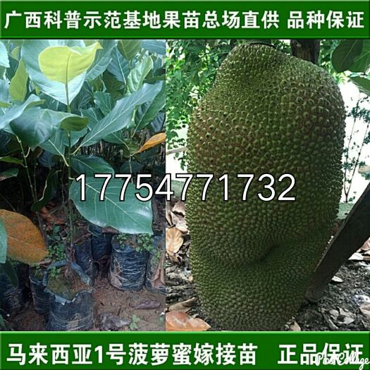 灵山县马来西亚一号菠萝蜜苗