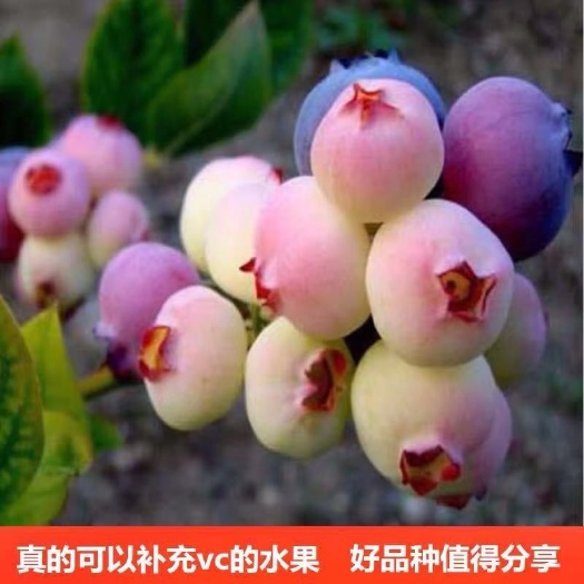 平邑县兔眼蓝莓苗 