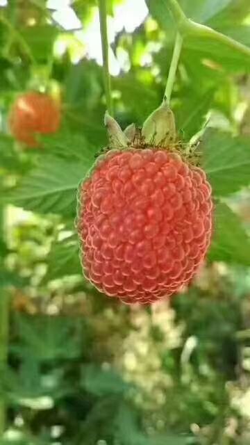 掌叶覆盆子苗