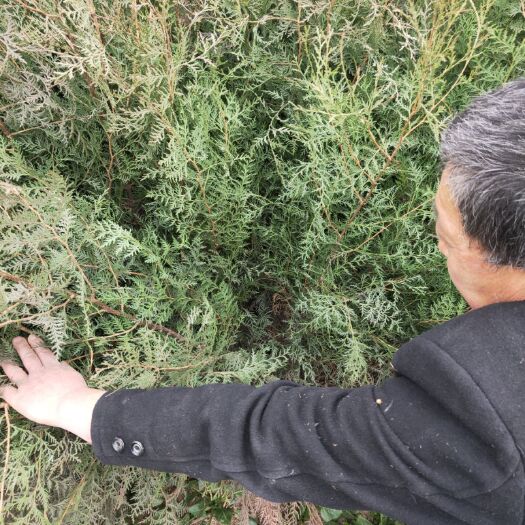徽县侧柏苗 